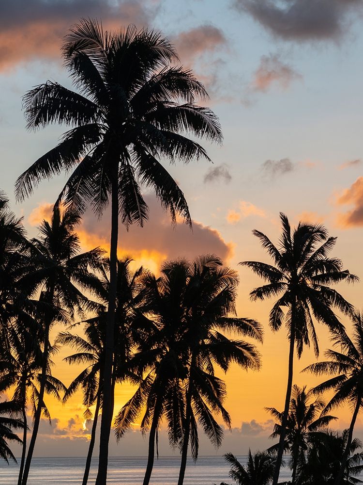 Fiji-Taveuni Island Beach sunset with palm trees